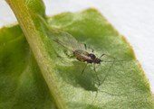 Co: Combating resistance to aphicides in UK aphid pests