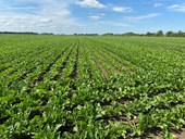 Cu: Investigating the physiological effect impact of fungicides on sugar beet
