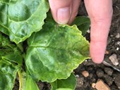 Cl: Innovative strategies to control and monitor sugar beet pests and diseases