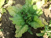 Cu: The consequences of virus yellow strain variation on future virus resistant or tolerant sugar beet