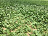 Cu: Assessing drought tolerance in UK sugar beet varieties