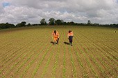 Sugar beet supports weed control