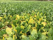 Co: Mitigating new threats from virus yellows: monitoring aphid populations and insecticide resistance to maintain control