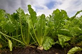 Cl: Optimising plant populations and N rates for modern, high-yielding sugar beet crops