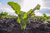 Co: Understanding soil plant interactions to improve sugar beet productivity