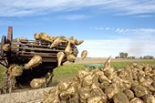 Co: To increase the profitability and sustainability of the UK sugar beet industry through reductions in soil tare