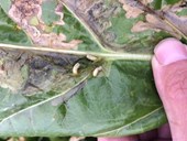 Cl: Predicting egg hatch in mangold fly (leaf miner)