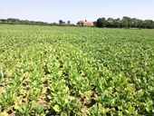 Co: Innovate UK:  A novel pre-breeding strategy to reduce dependence on insecticides for virus yellows control in sugar beet