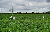 Cu: Optimising sugar beet management to reduce gas emissions