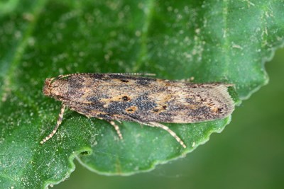 Beet Moth (1)