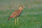 Cl: The importance of sugar beet fields for breeding curlew in Eastern England