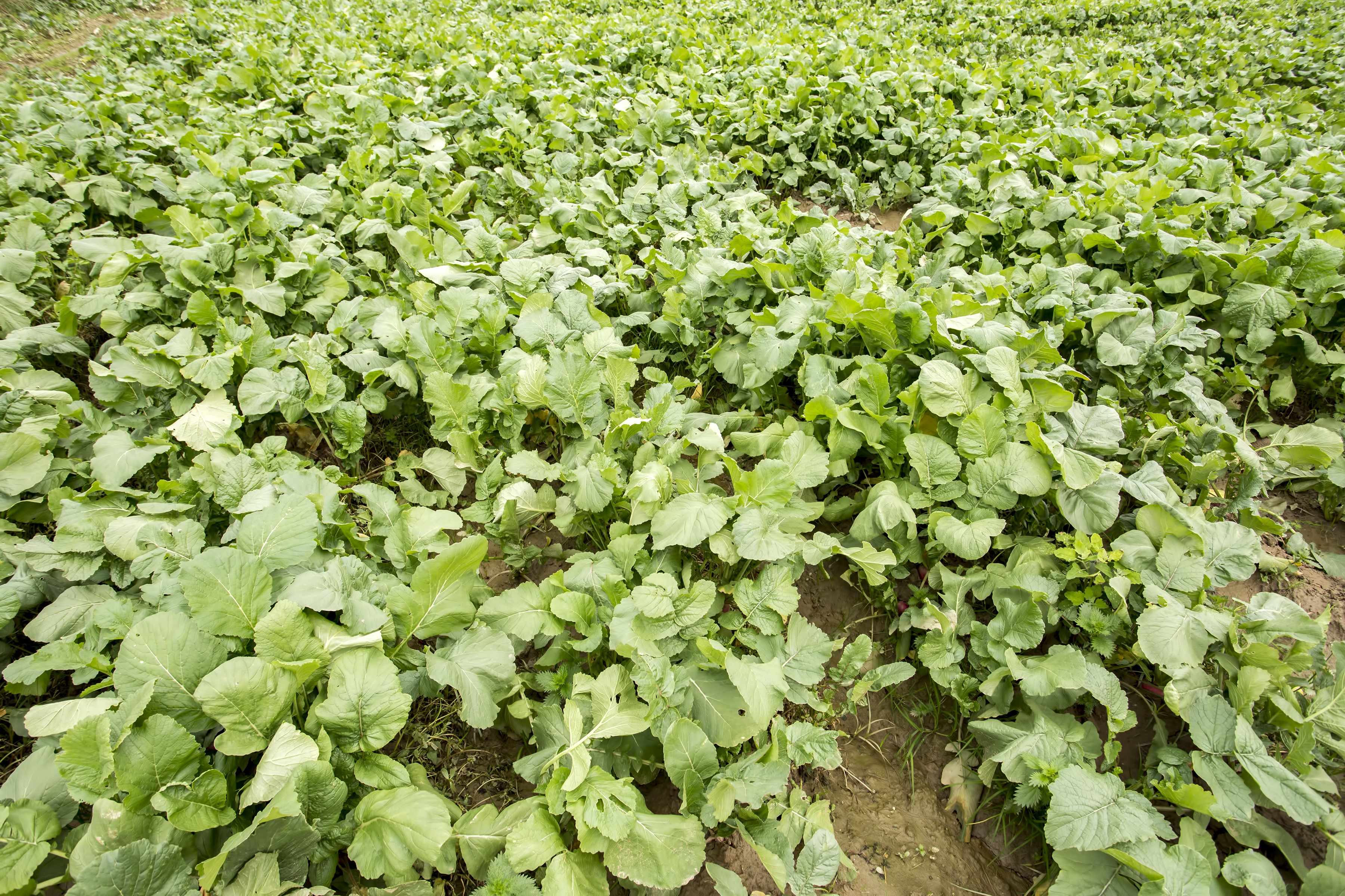 Cover crops and nitrogen