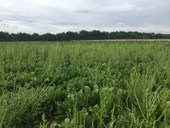 Cu: Annual broad-leaved weed control in sugar beet