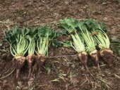 Cu: Identifying low carbon nitrogen fertilisers that are compatible with the demands of sugar beet production